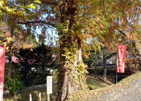 Terashita Metasequoia