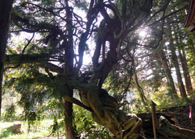 Terashita Kannon Japanese wisteria