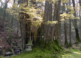 Ushioyama Shrine Ginko biloba